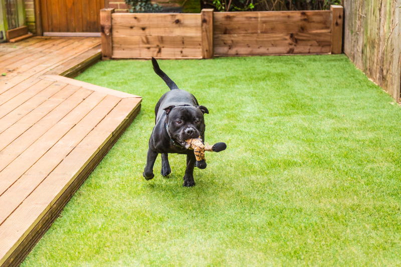 El Paso Artificial Grass Dog