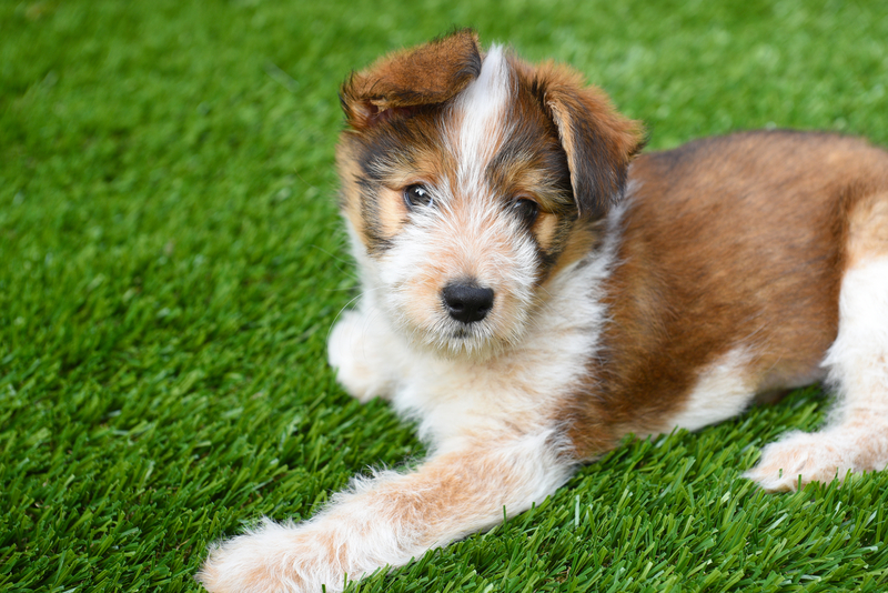 El Paso Artificial Grass Perfect for Pets and Safe for Pets